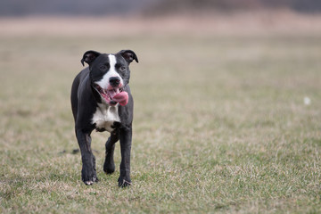 dog, pit bull, American Staffordshire Terrier