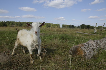 Obraz premium village