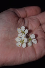 Fleur 15