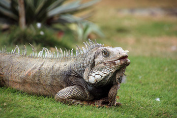 Fototapeta premium Iguana