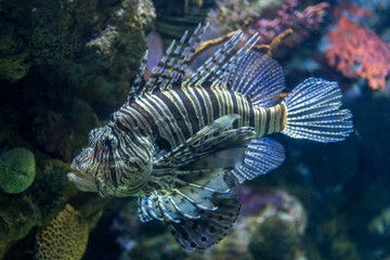 Isolated Sunfish underwater