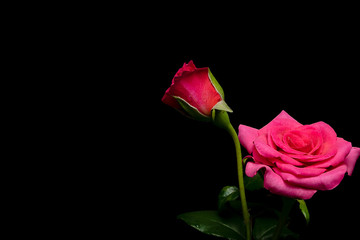 Pink Red Rose flowers on Black Background