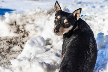 Street black dog in snowy day. 