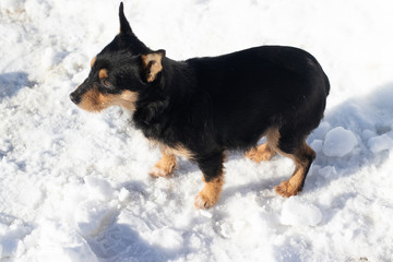 Street black dog in snowy day. 