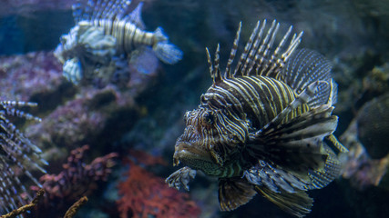 Isolated Sunfish underwater