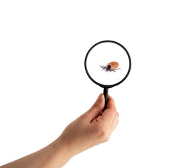 health danger - disease-carrier ticks
