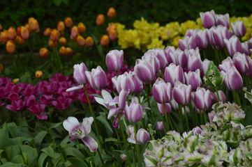 Obraz premium A beautiful spring day to a beautiful park in Nederland, where there are a lot of tulips and other primroses, spring park. 