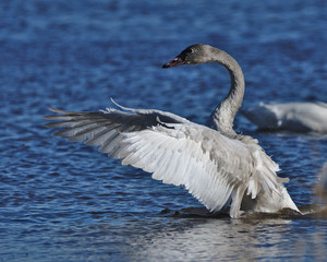 swan on the lake