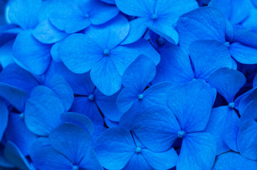 Obraz na płótnie Canvas Blue Hydrangea background. Hortensia flowers surface.