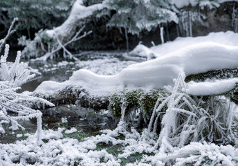 Frozen plant in forest