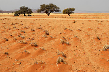 beautiful desert with trees - Sossusvlei - Namibia Africa