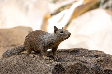 Ein Eichhörnchen im Yosemite National Park in Californien, USA