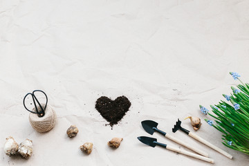 Spring flowers muscari, gardening tools, bulbs and ground heart shape on craft paper