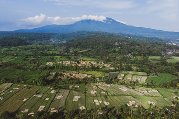 aerial view of green fields green rice and corn fields in Bali, Indonesia