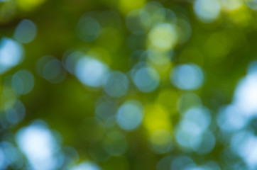 Obraz premium Natural blurred background.