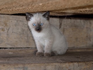 cat with blue eyes