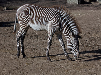Fototapeta na wymiar Grevy's zebra foal. Latin name - Equus grevyi 