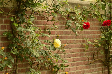 A beautiful spring day to a beautiful park in Nederland, where there are a lot of tulips and other primroses, spring park. 