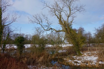 Tree in Winter