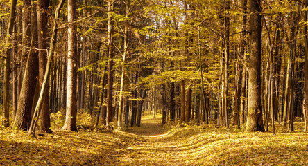 Pathway through the autumn forest