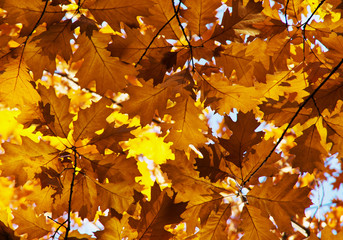 Bright autumn leaves in the natural environment.