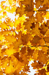 Bright autumn leaves in the natural environment.