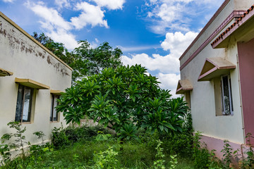 Indian tree close view looking awesome with flowers in between two building gardening area with blue sky cloud.