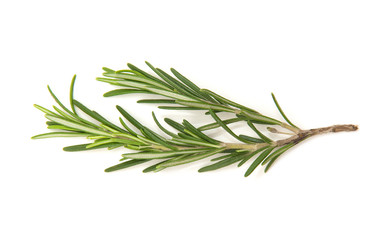 Fototapeta premium Twig of rosemary on a white background