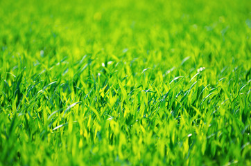 Green grass texture from a field