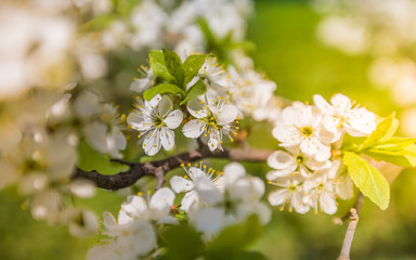 Apple blossom in the foreground park - image