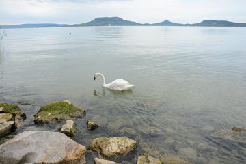 White swan on the lake