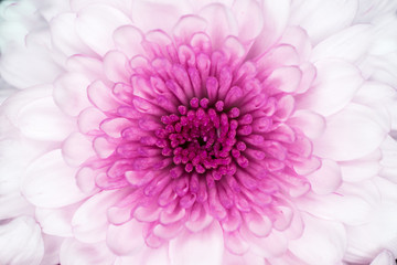 lovely pink and white macro flower for wallpaper - obrazy, fototapety, plakaty