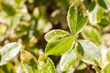 young green shoots of a tree, spring season, natural background