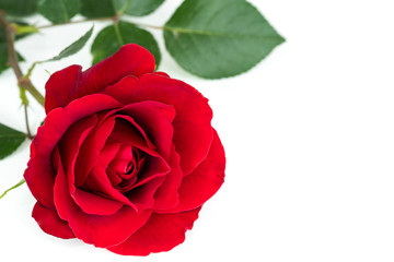A single blooming red rose