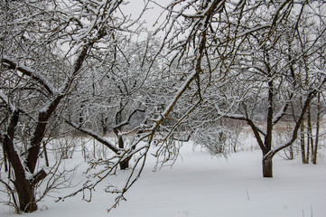 Fototapeta na wymiar garden in winter