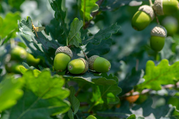 Quercus robur green tree branches with leaves and unripened fruits acorns