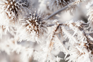 Winter frost on a garden thistle close up
