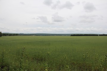 green field and sky