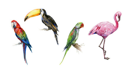 Watercolor illustration set of tropical  birds. Toucan, scarlet macaw parrot and green Alexandrine parrot. Pink flamingo bird drawing. - 247150457