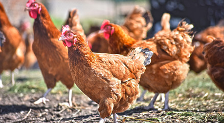 Chickens on traditional free range poultry farm