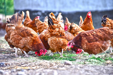 Chickens on traditional free range poultry farm