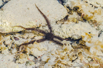 Starfish in the shallow waters of the coral reef during low tide on red sea a Sunny day is heated - 247150602