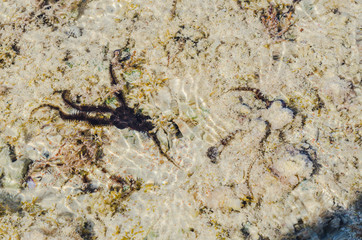 Starfish in the shallow waters of the coral reef during low tide on red sea a Sunny day is heated - 247150609