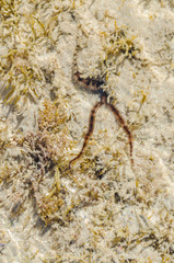 Obraz na płótnie Canvas Starfish in the shallow waters of the coral reef during low tide on red sea a Sunny day is heated