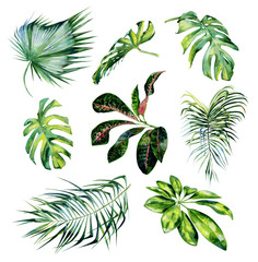 Watercolor illustration set of tropical leaves. Monstera leaves, schefflera or dwarf umbrella tree, croton plant painting. Coconut palm leaves. Dense jungle. Banner with exotic summertime motif.