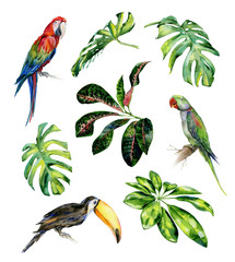 Watercolor illustration set of tropical leaves and birds. Toucan, scarlet macaw parrot and green Alexandrine parrot. Monstera leaves, schefflera or dwarf umbrella tree, croton plant painting.