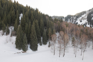 forest in winter