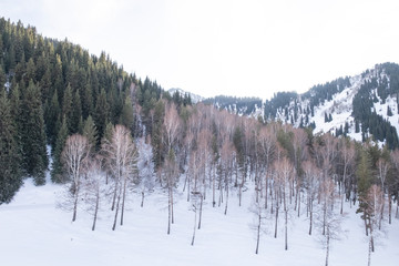 forest in winter
