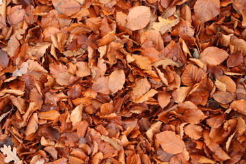 Colored wet leaves with drops on it in Park Hitland in Nieuwerkerk aan den IJssel