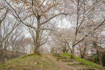 Fototapeta na wymiar Path through cherry blossom trees, Yoshino